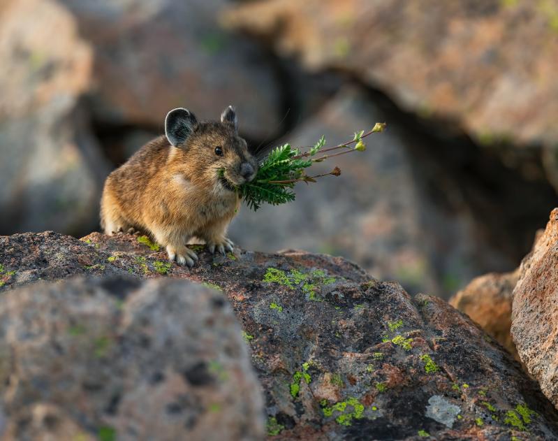 An American pika gathering grasses in the San Juan mountains